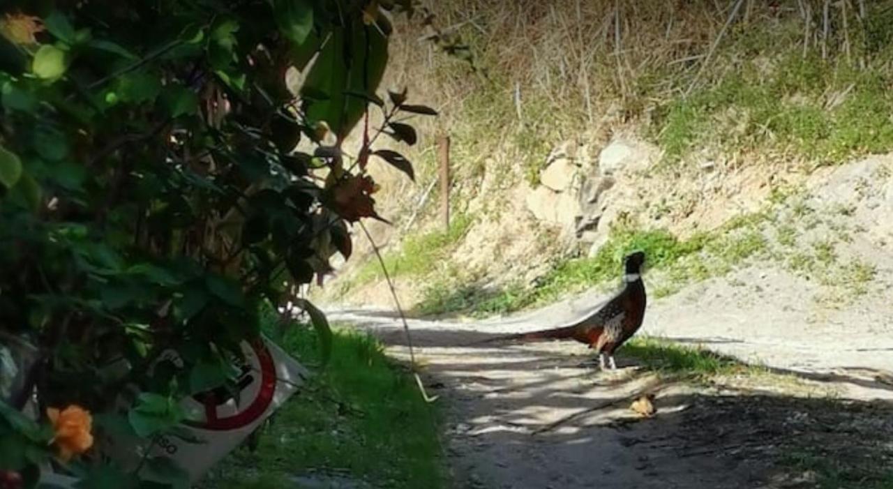 Romantic Casa Lorenzina Affittacamere Ventimiglia Exteriör bild